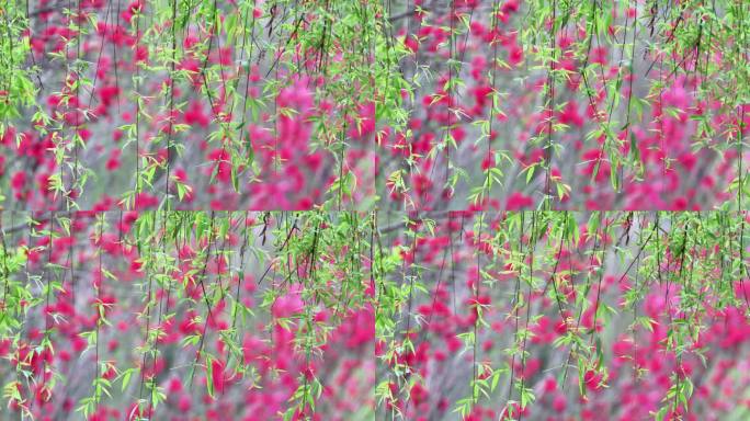 重庆南川：花红柳绿又一春