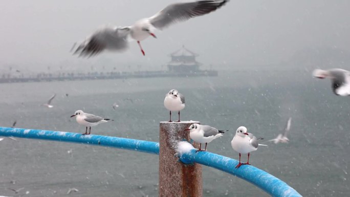 升格雪中的青岛栈桥海鸥