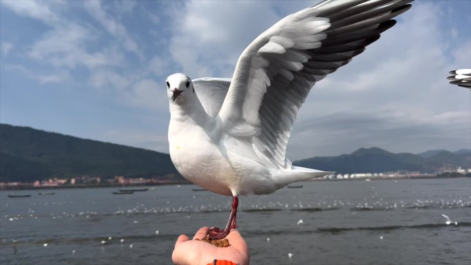 海鸥喂食落在手上