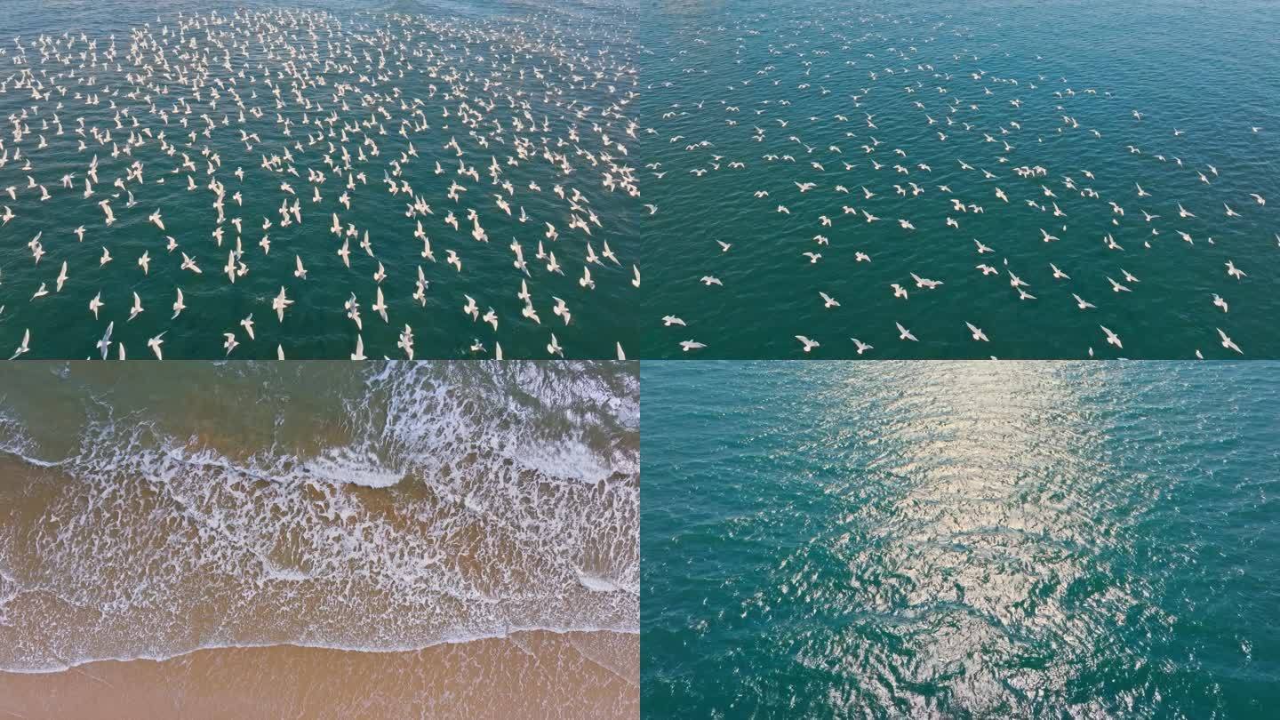 大海空镜 海鸥 海面