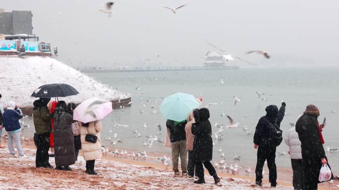 雪中的青岛栈桥海鸥