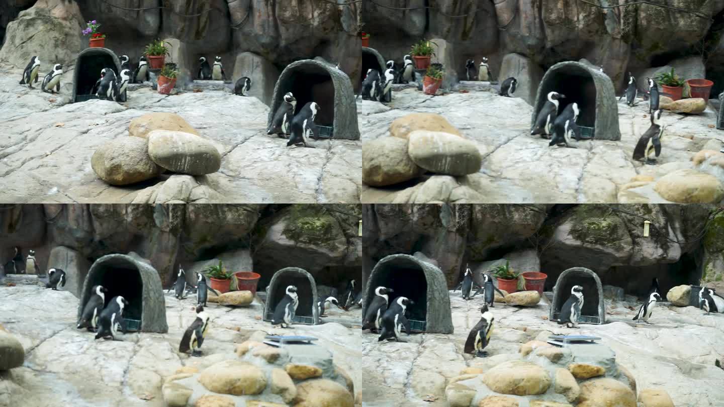 动物园企鹅