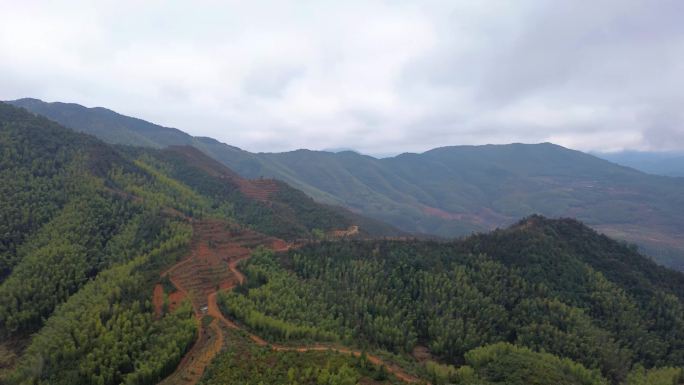 山林/竹林