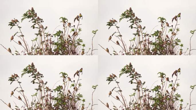 栖息在灌木顶端的一群红雀(大麻红雀属