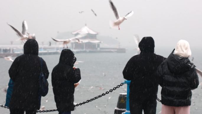 雪中的青岛栈桥海鸥