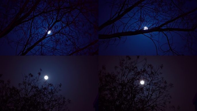 夜晚蓝色夜空下枝头月亮空镜
