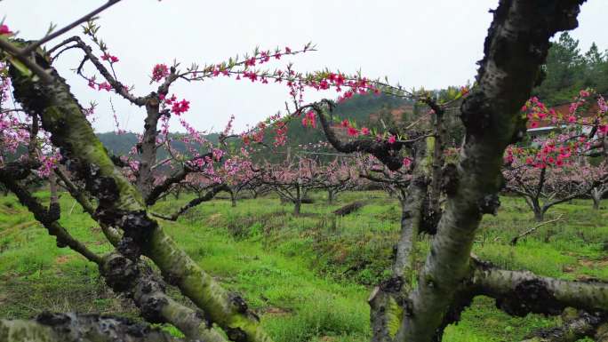 桃花林