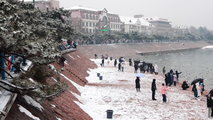 雪中的青岛栈桥海鸥