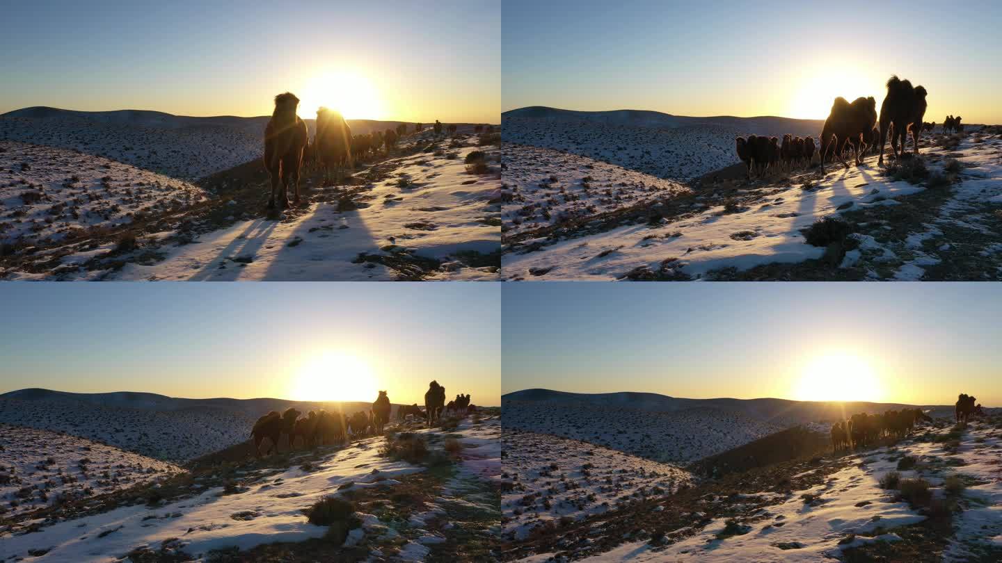 日出 日落 天边  骆驼 雪地 戈壁