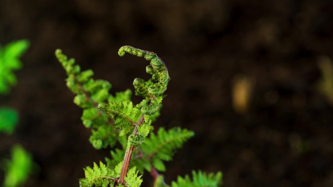 东北春天的野生蕨菜猴腿菜中药材生长延时