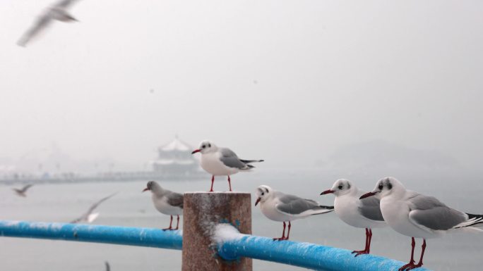 雪中的青岛栈桥海鸥