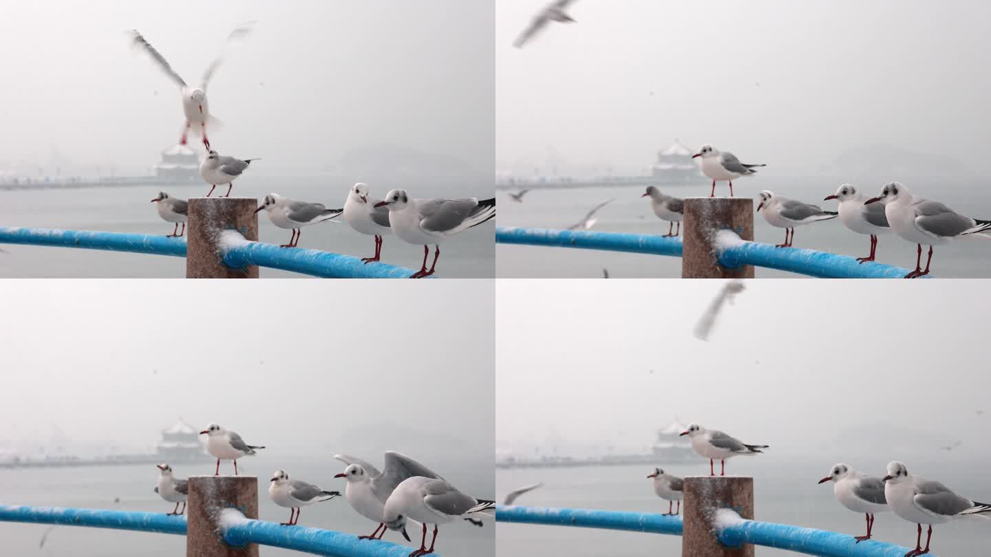 雪中的青岛栈桥海鸥