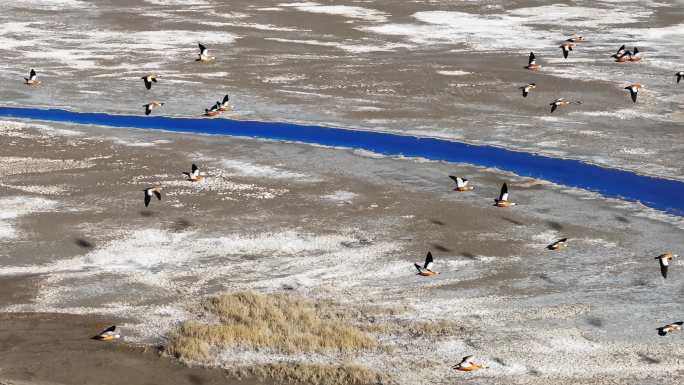 航拍大雁飞过湖泊河流 驾车经过鸟群飞过