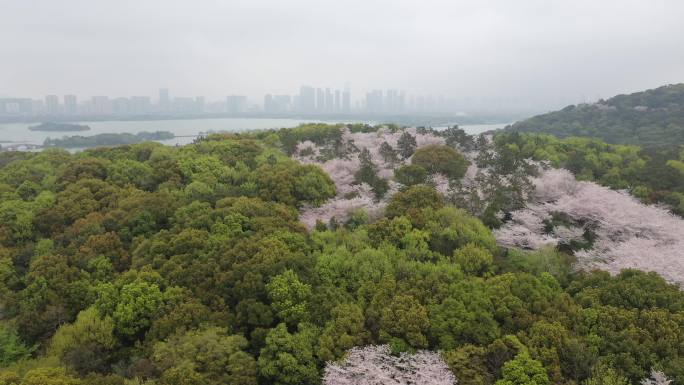 鼋头渚樱花，满山的樱花与无锡的城市天际线