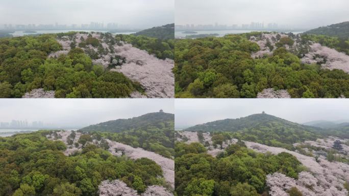 鼋头渚樱花，满山的樱花与无锡的城市天际线