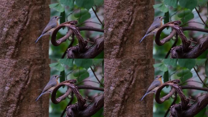 当这只鸟向右，然后朝着相机时，相机缩小了，印度支那蓝蝇Cyornis sumatrensis雌性，泰