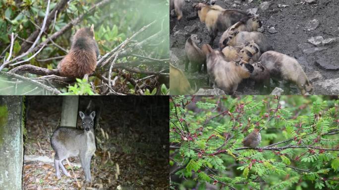 野生动物小熊猫等合集