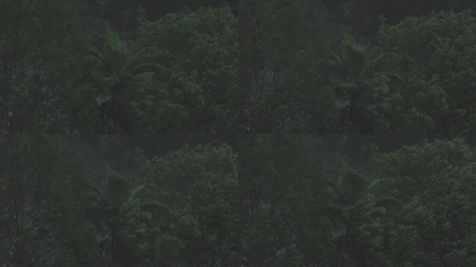 下雨天的树朦胧感雨雾氛围感森林4K