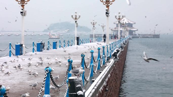 升格雪中的青岛栈桥海鸥