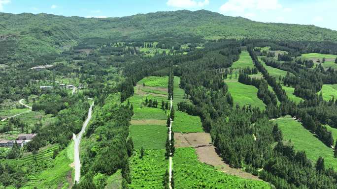 雅安茶田 茶马古道素材 4K高清大景航拍