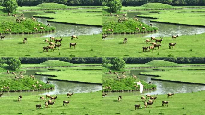 溱湖湿地麋鹿