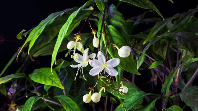 春天垂丝茉莉花开延时摄影