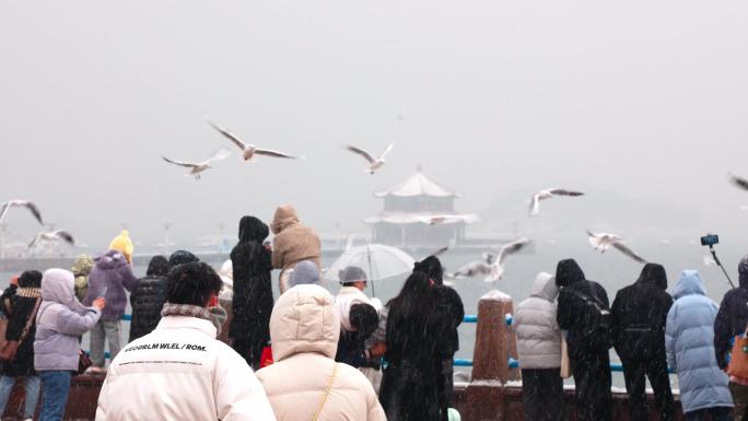 雪中的青岛栈桥海鸥