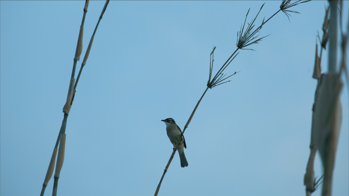 【4k】城市中的自然风光，站在竹尖上的鸟