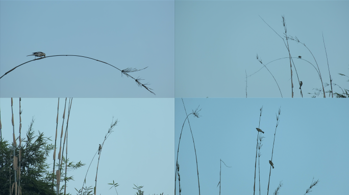 【4k】城市中的自然风光，站在竹尖上的鸟