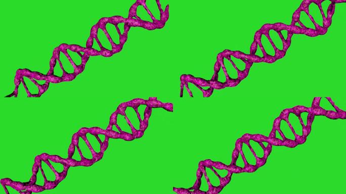 绿色背景上的粉色DNA分子动画。生物技术、生物化学、遗传学和医学概念。DNA链。3 d动画。