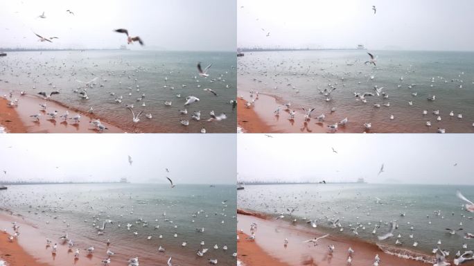 雪中的青岛栈桥海鸥