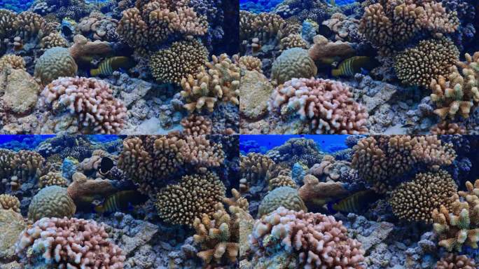 孔雀岩鳕鱼在南太平洋中部法属波利尼西亚法卡拉瓦北山口的暗礁上翻游