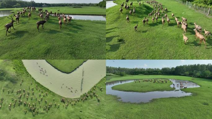 江苏泰州姜堰溱湖湿地麋鹿