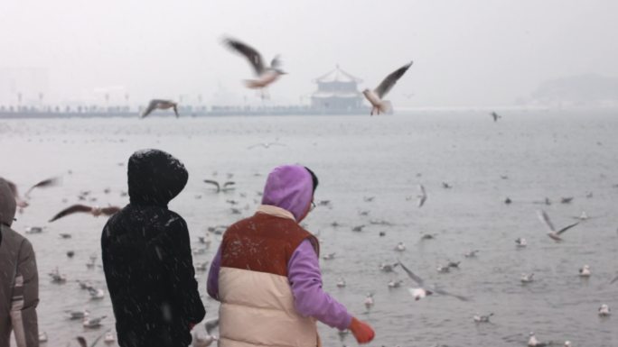 雪中的青岛栈桥海鸥