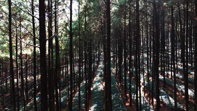 林下三七种植基地特写、全景4K实拍