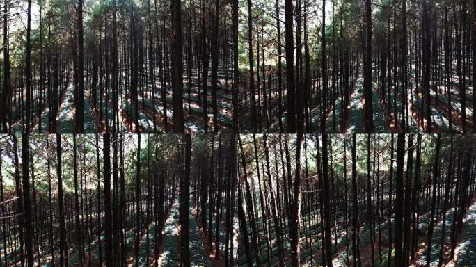林下三七种植基地特写、全景4K实拍