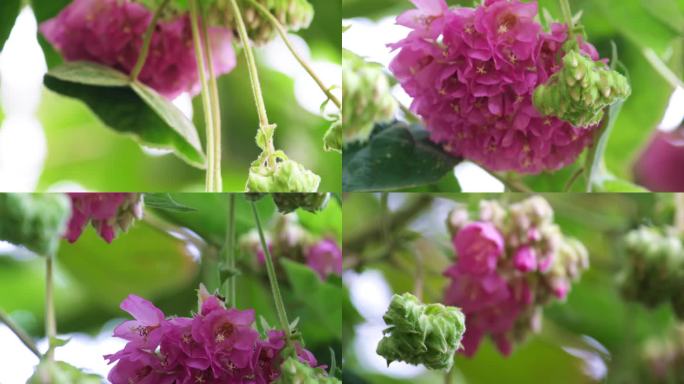 非洲芙蓉 吊芙蓉 百铃花