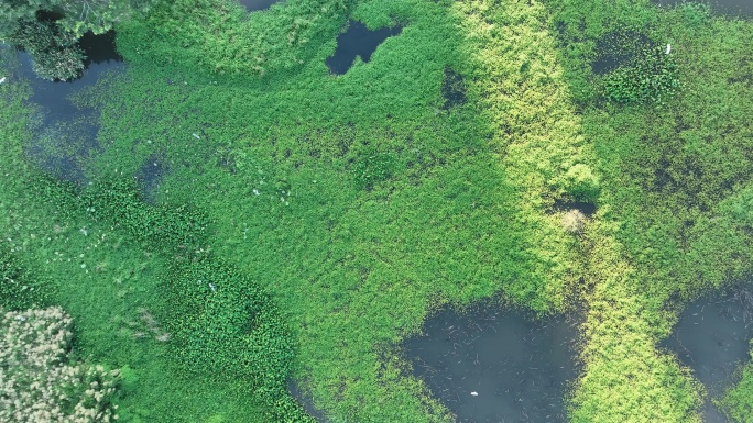 湿地公园俯拍飞鸟白鹭飞翔河流生态环境景观