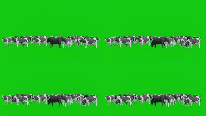 一群黑白相间的奶牛站在绿幕上