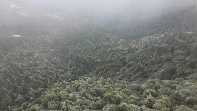 山区平流雾森林云海C