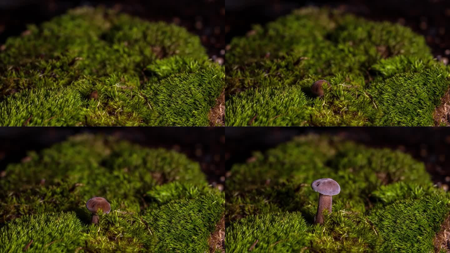 4k绿色森林里鸡枞菌蘑菇生长延时摄影