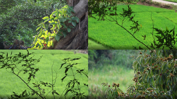 4k60树叶阳光绿植树荫空镜 （合集）