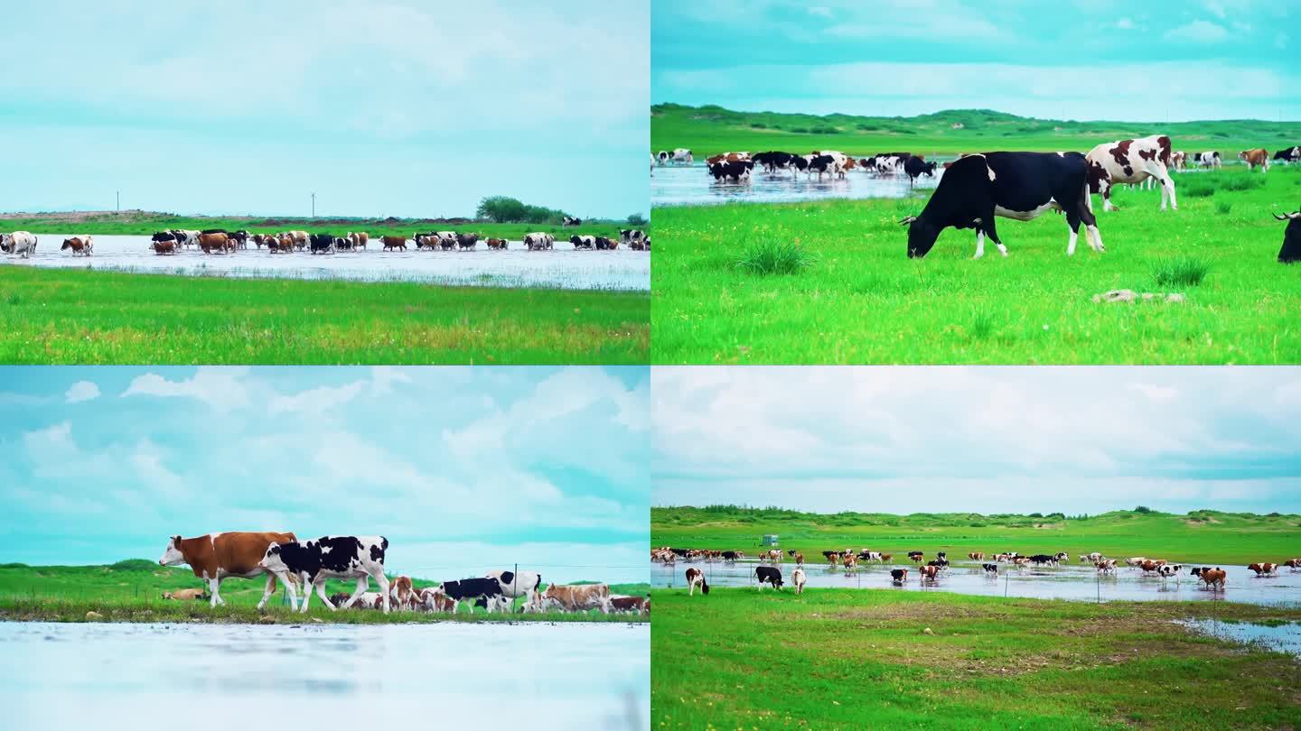草原牧场 原生态草场奶牛吃草 草原湿地