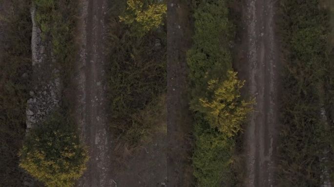 无人机在农村树间路径的垂直视图