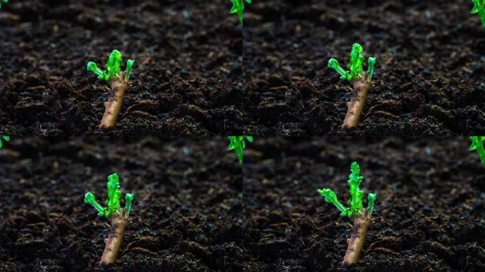 春天中药材黄芪植物生长延时摄影