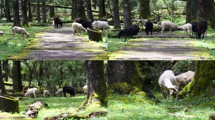 4K高山山区森林放养山羊黑山羊