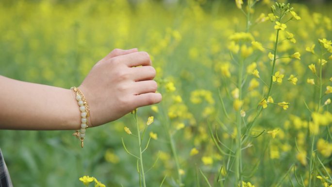 女孩子手抚摸油菜花