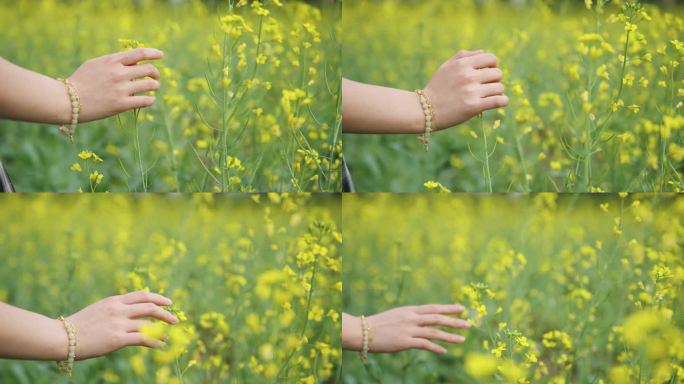 女孩子手抚摸油菜花