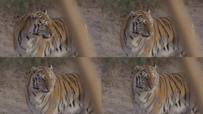 老虎把头转向镜头的特写