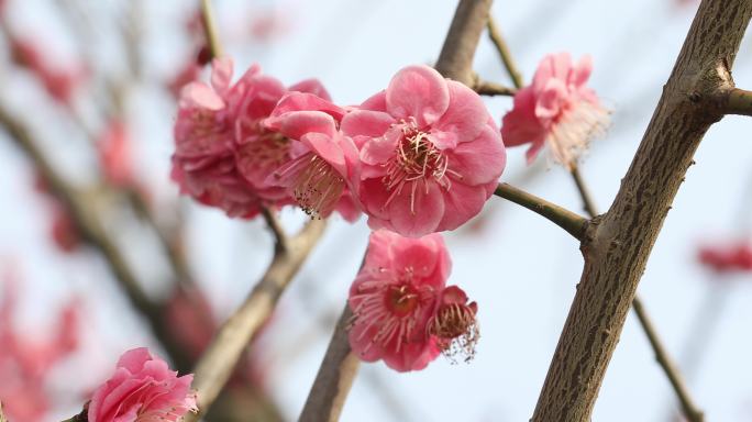 阳光下的轻轻摇摆梅花 唯美意境特写